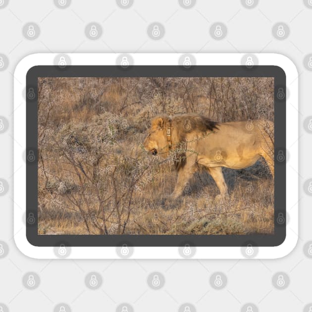 Namibia. Etosha National Park. Lion. Sticker by vadim19